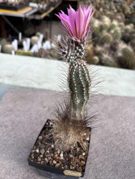 Echinocereus palmeri